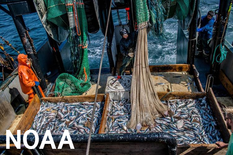 NOAA showcases new mapping tool for marine species